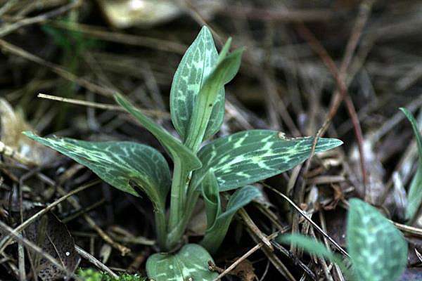 花格斑葉蘭 Cleyera 的部落格 痞客邦 花格斑葉蘭 Cleyera 的部落格 痞客邦