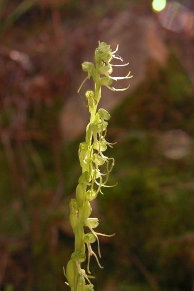 細葉零餘子草-腳跟蘭 Herminium lanceum-5