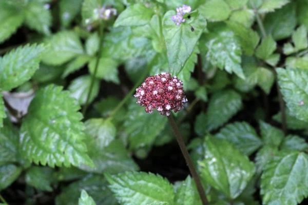 長梗盤花麻 (2)