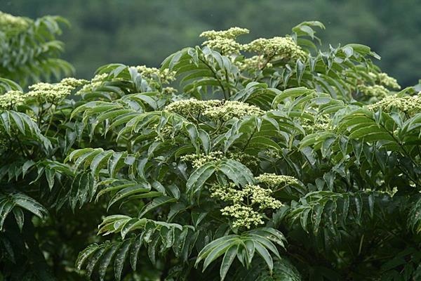 食茱萸-5