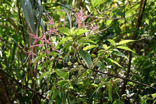 長葉苧麻 Boehmeria wattersii-6