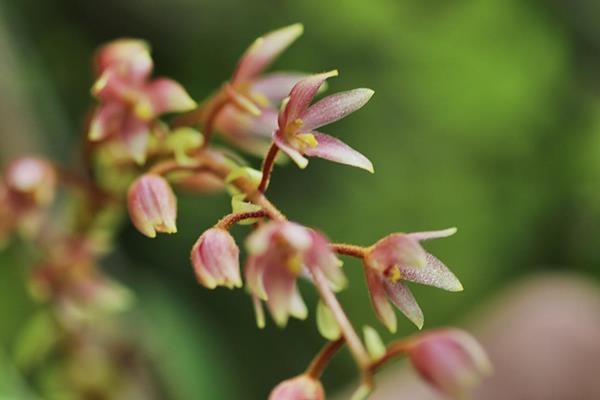 赤色毛花蘭 樹絨蘭 Cleyera 的部落格 痞客邦 赤色毛花蘭 樹絨蘭 Cleyera 的部落格 痞客邦