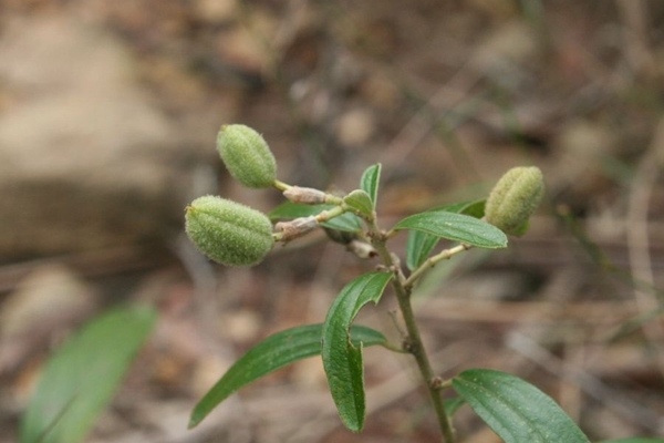 山芝麻 Helicteres augustifolia-5