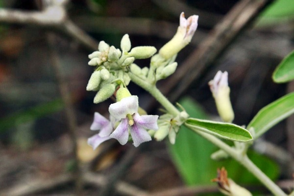 山芝麻 Helicteres augustifolia-3