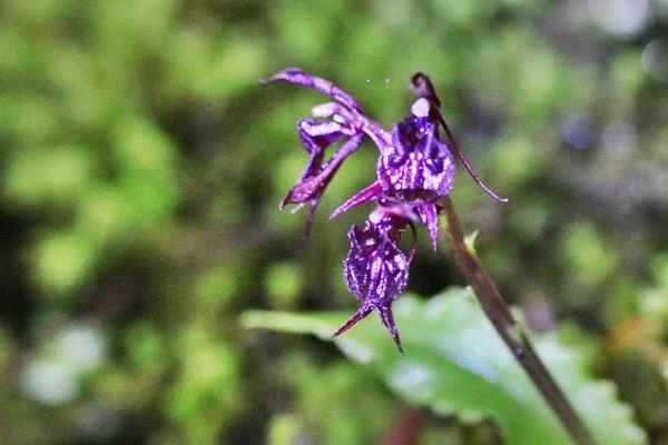 紫鈴蟲蘭-尾唇羊耳蘭-1