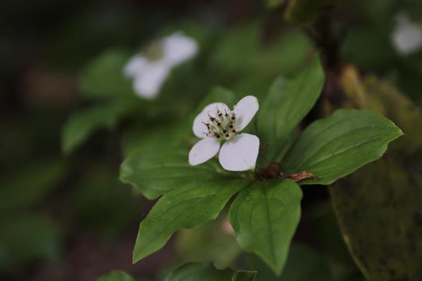 Chamaepericlymenum canadense-ゴゼンタチバナ-御前橘-加拿大草茱萸