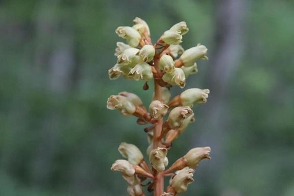 Gastrodia elata-オニノヤガラ-鬼の矢柄-天麻-2