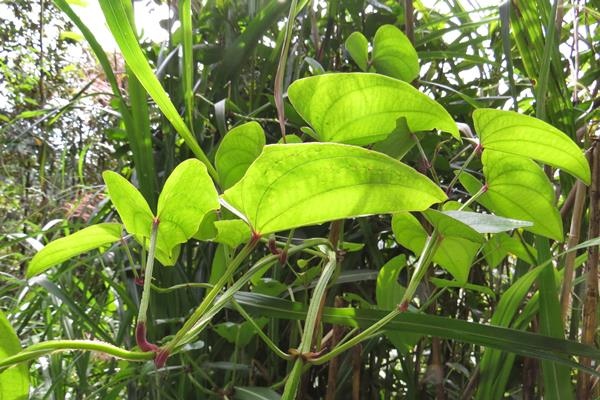 大薯 (1) 大薯 (1)