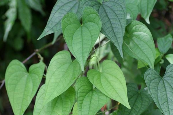 獨黃 (1) 獨黃 (1)