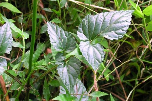 日本紫花鼠尾草-3