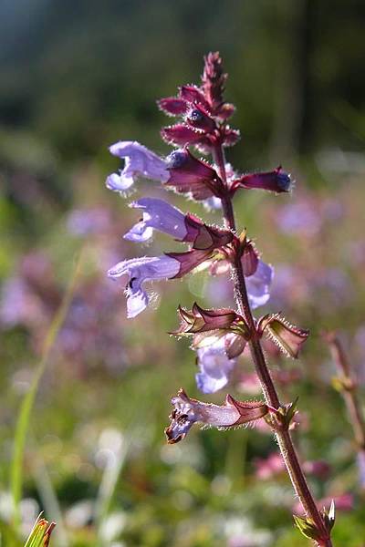 日本紫花鼠尾草-5