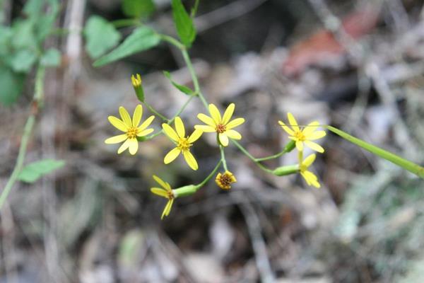 小蔓黃菀 (5)