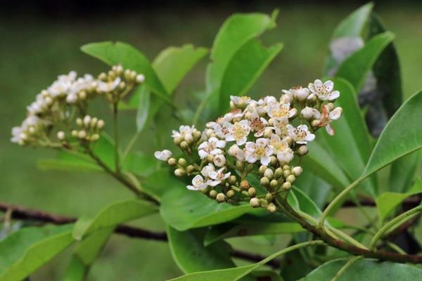 台東石楠 Photinia serratifolia var. ardisiifolia (1)