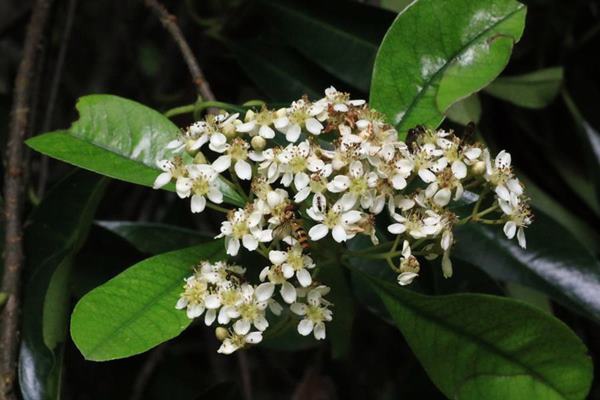 台東石楠 Photinia serratifolia var. ardisiifolia  (3)