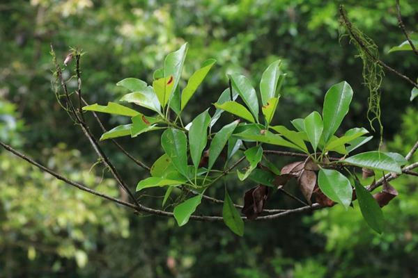 台東石楠 Photinia serratifolia var. ardisiifolia  (2)