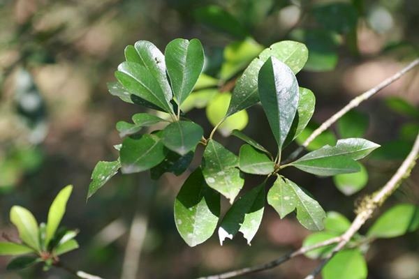 台東石楠 Photinia serratifolia var. ardisiifolia  (4)