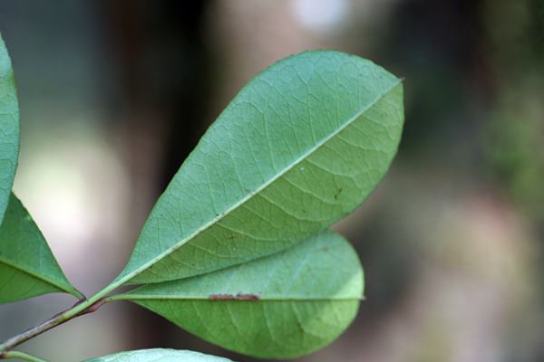 台東石楠 Photinia serratifolia var. ardisiifolia  (5)