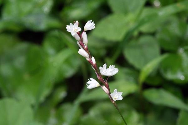 愉悅蓼 Polygonum jucundum-6