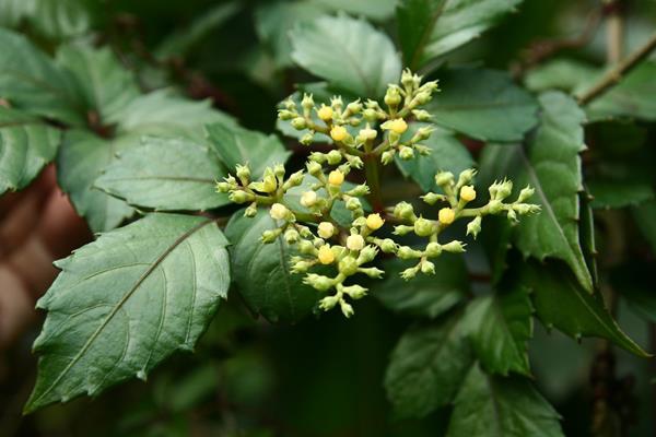 角花烏斂莓 (1)