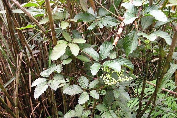 烏斂莓-1 烏斂莓-1