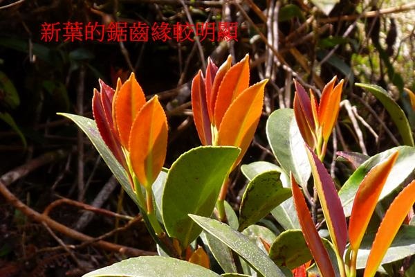 太平紅淡比-6