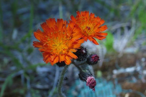 Hieracium aurantiacum-コウリンタンポポ-紅輪蒲公英-黃花鼠耳菊  (2)