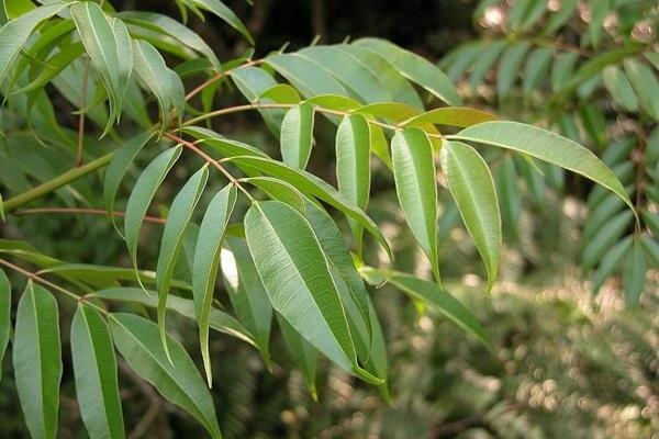木蠟樹與野漆樹 Cleyera 的部落格 痞客邦
