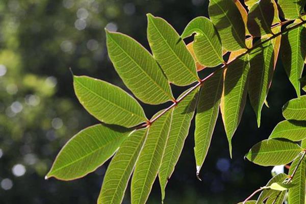 木蠟樹 Rhus succedanea-4