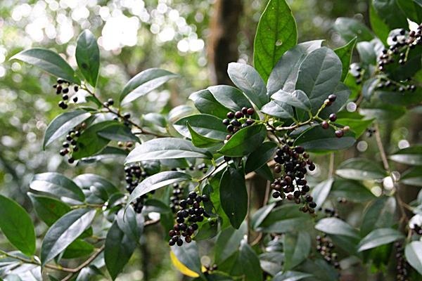 南投五月茶 密花五月茶 Cleyera 的部落格 痞客邦