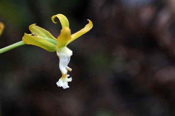 Cephalantheropsis obcordata 綠花肖頭蕊蘭  (6).JPG