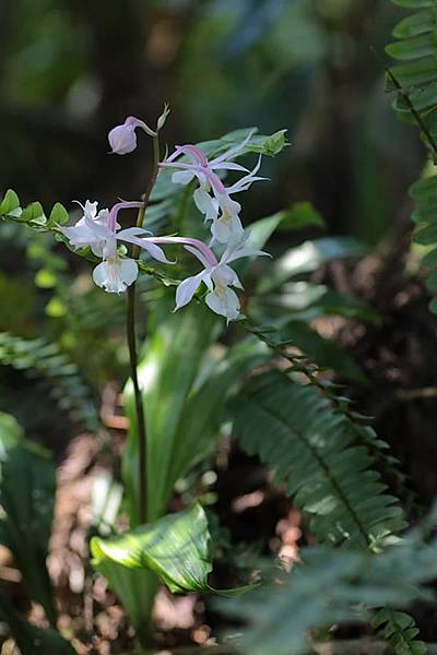 Calanthe arisanensis 阿里山根節蘭  (4).JPG