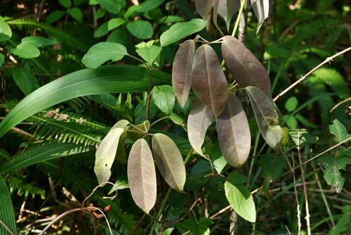 Stauntonia obovatifoliola 石月  (2)