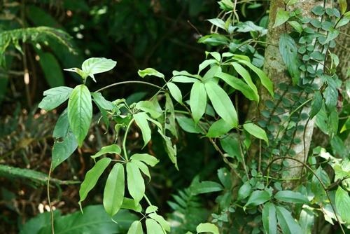 Stauntonia obovatifoliola 石月  (1)