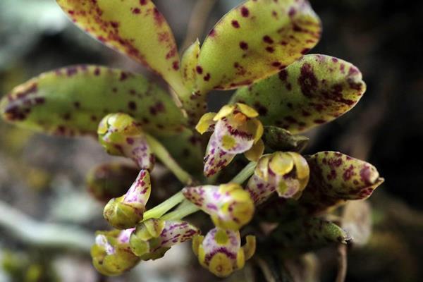 Gastrochilus raraensis 紅檜松蘭-拉拉山松蘭  (1)