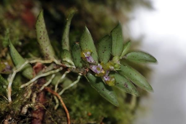 Gastrochilus raraensis 紅檜松蘭-拉拉山松蘭  (3)