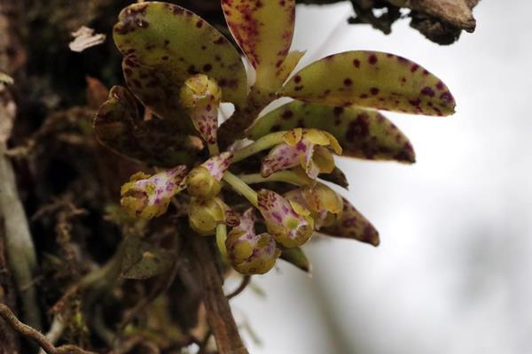 Gastrochilus raraensis 紅檜松蘭-拉拉山松蘭  (2)