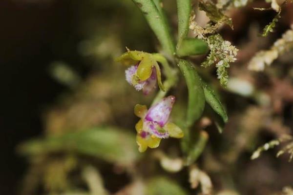 Gastrochilus raraensis 紅檜松蘭-拉拉山松蘭  (4)