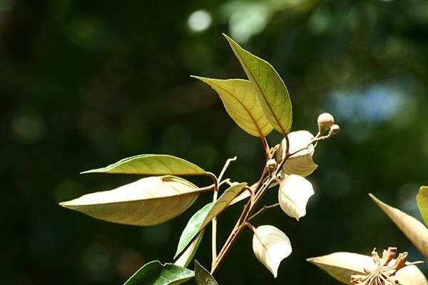 Styrax suberifolia 紅皮-1