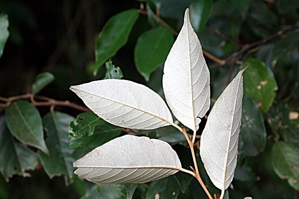 Styrax suberifolia 紅皮-6