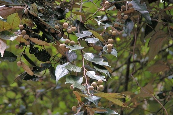 Styrax suberifolia 紅皮-8