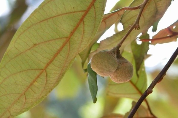 Styrax suberifolia 紅皮-9