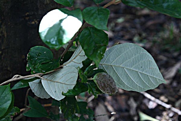 Styrax suberifolia 紅皮-4