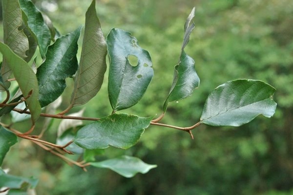 Styrax suberifolia 紅皮-2