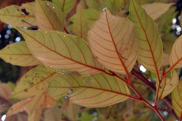 Styrax suberifolia 紅皮-5