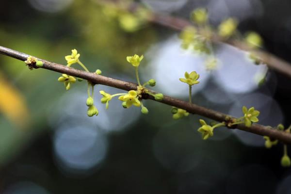 裡白饅頭果-6