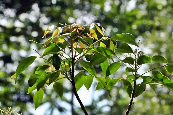 Murraya euchrestifolia 山黃皮-山豆葉月橘  -3