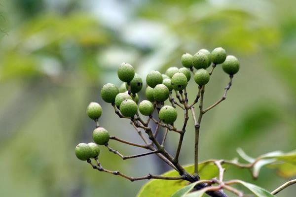 Murraya euchrestifolia 山黃皮-山豆葉月橘  -6