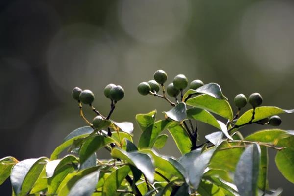 Murraya euchrestifolia 山黃皮-山豆葉月橘  -5