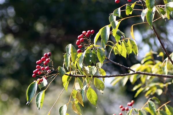 Murraya euchrestifolia 山黃皮-山豆葉月橘  -1