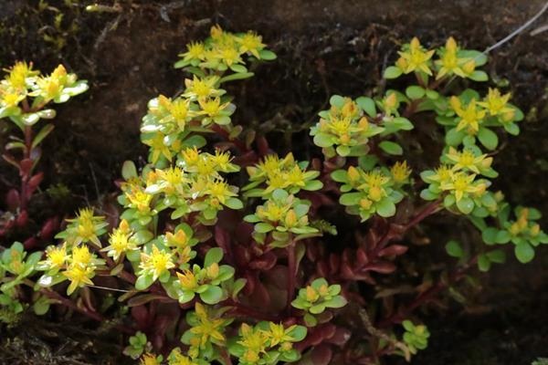 Sedum nokoense 能高佛甲草  (1)